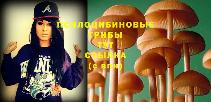 сколько стоит  Аткарск  Псилоцибиновые грибы Psilocybine cubensis 